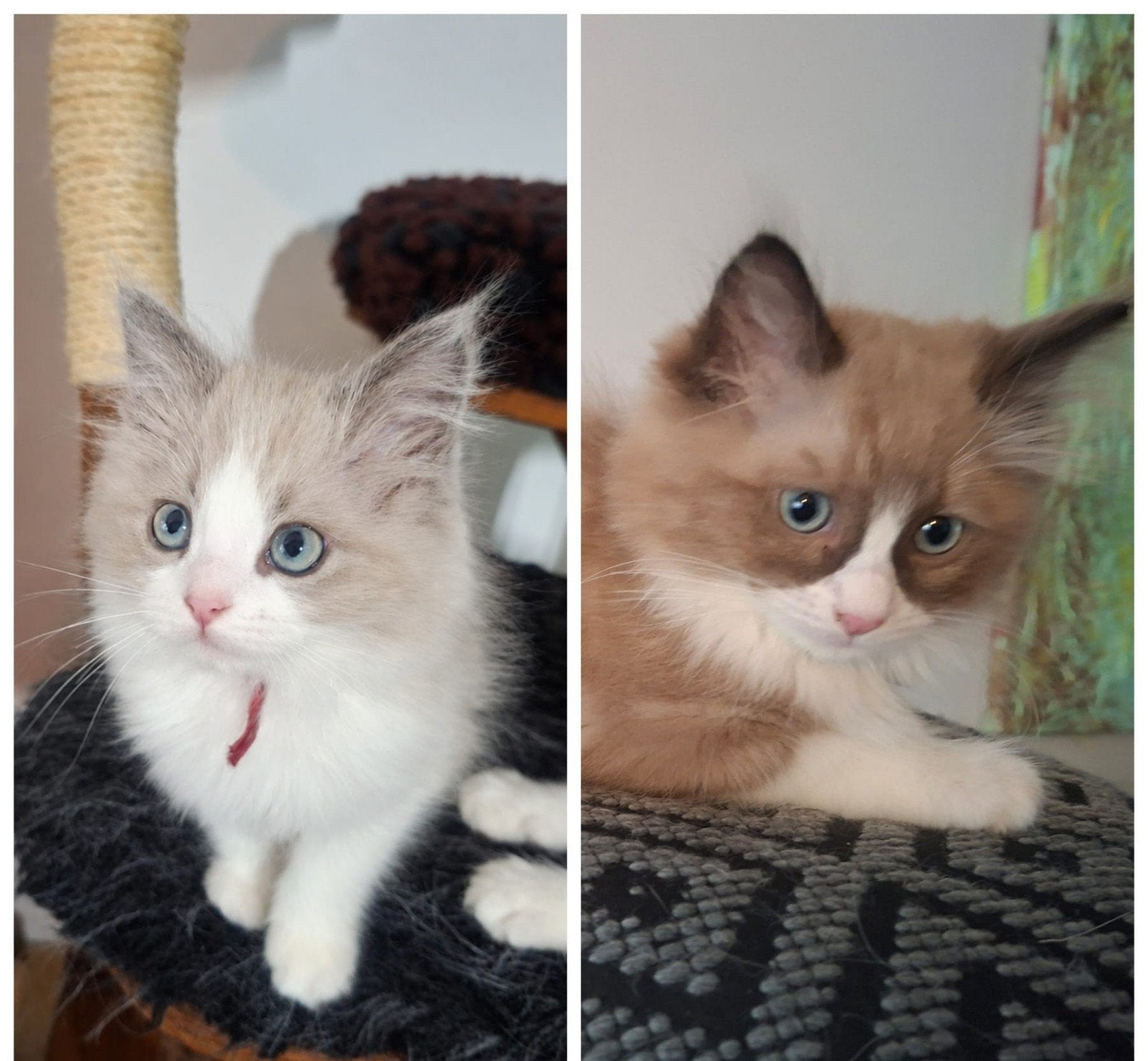100 % Ragdoll Kittens.    Zaterdag mogen ze verhuizen, Kater, Ontwormd, 0 tot 2 jaar