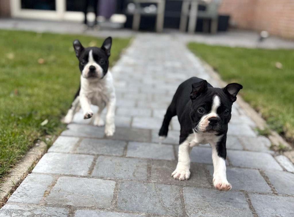 2 lieve Boston terriër pups uit eerste nestje, Dieren en Toebehoren, België, Particulier, Overige rassen, 8 tot 15 weken