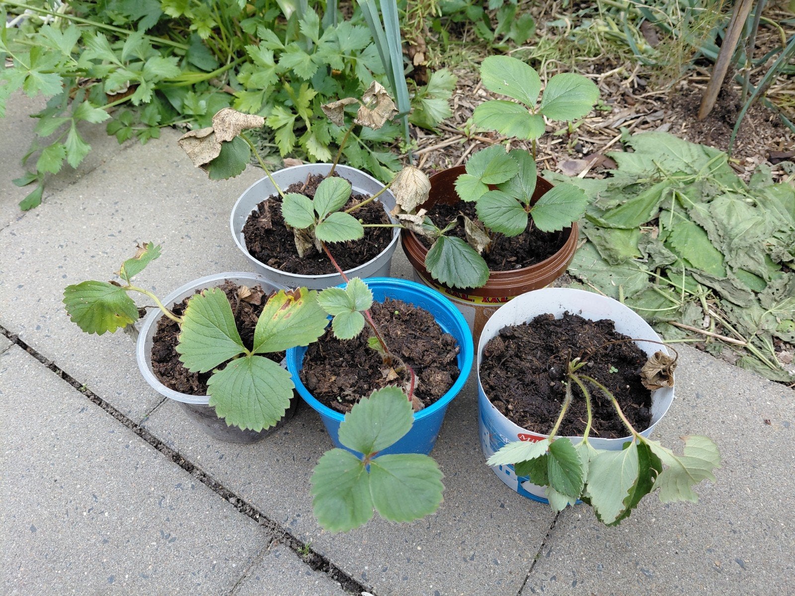 Stekken Aardbei Doordrager Uit Biologische Tuin, Ophalen of Verzenden, Zomer, Fruitplanten, Volle zon