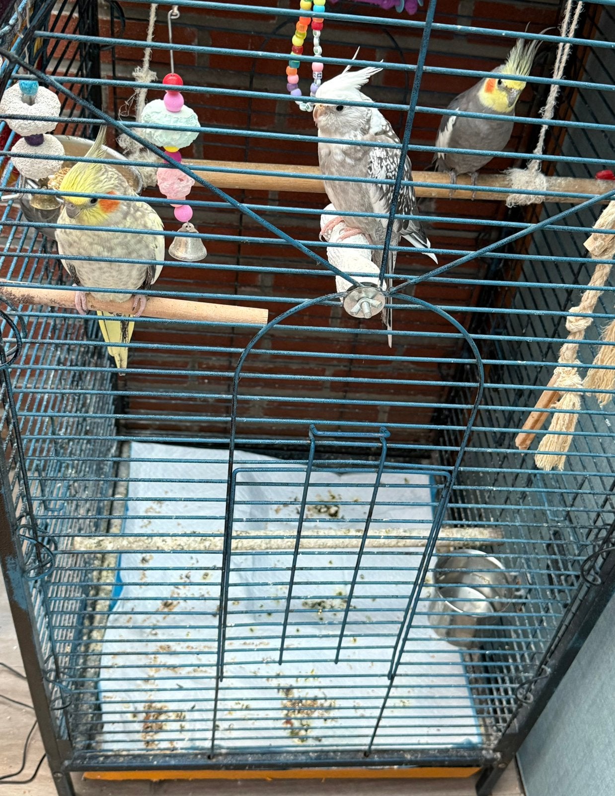 Parkieten, Meerdere dieren, Parkiet, Tam