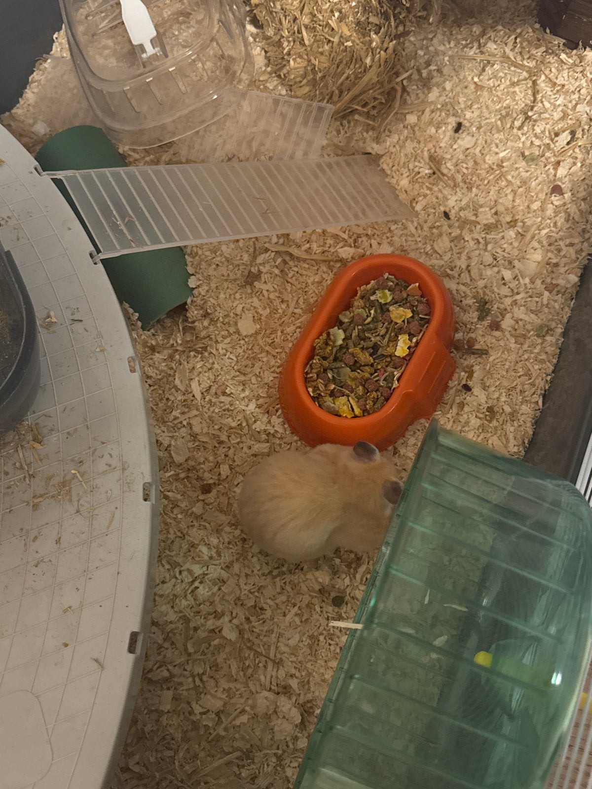 Hamster te koop, Maart, Vrouwelijk, Hamster