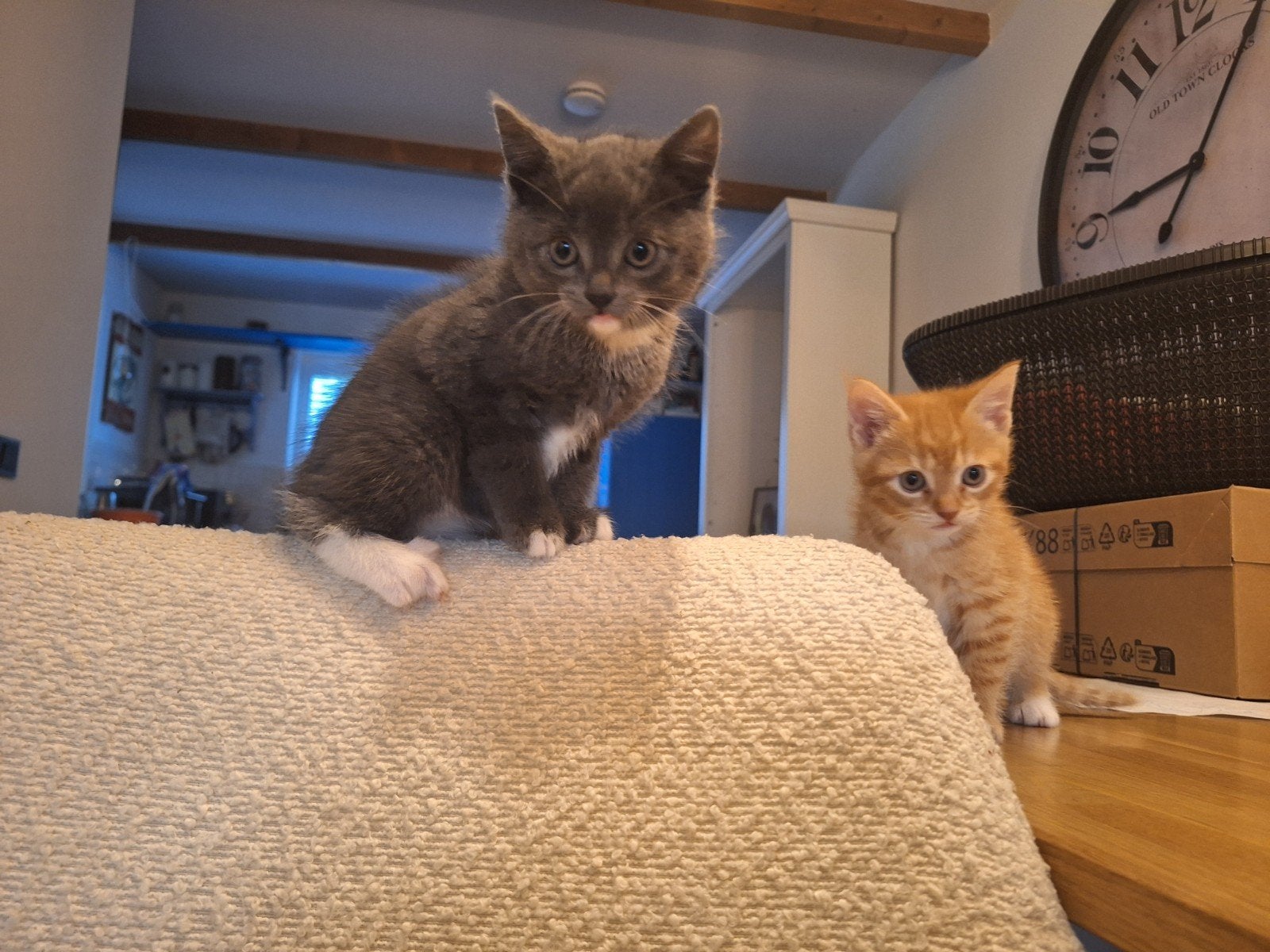 Prachtige kittens, Meerdere dieren