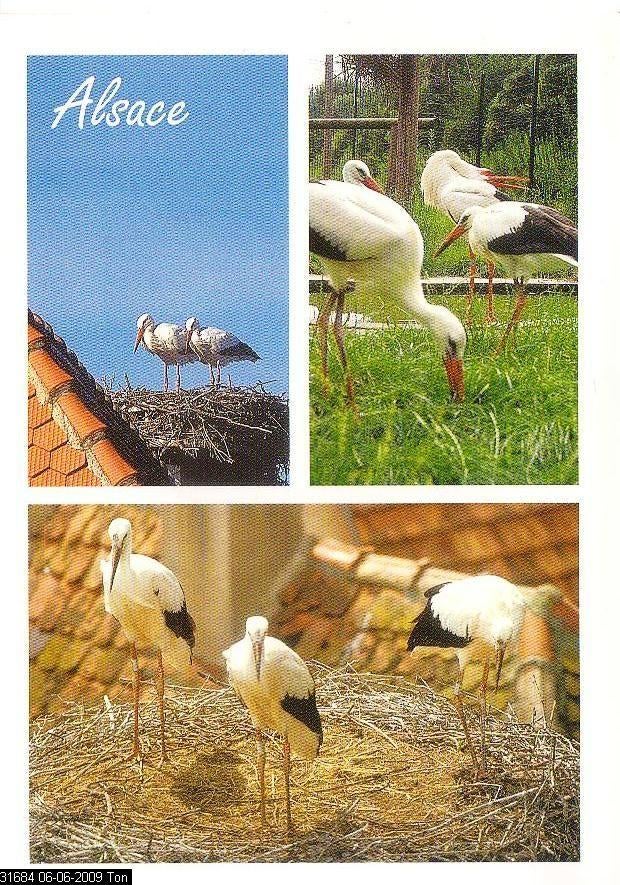 Ansichtkaart	Alsace (Frankrijk)	ooievaars	3-luik, Verzenden, 1960 tot 1980, Ongelopen, Vogel