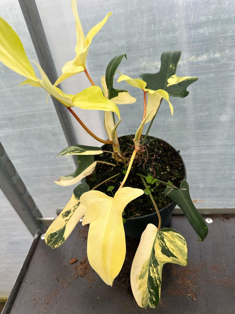 Philodendron Variegated, Huis en Inrichting, Ophalen of Verzenden, Halfschaduw, Minder dan 100 cm