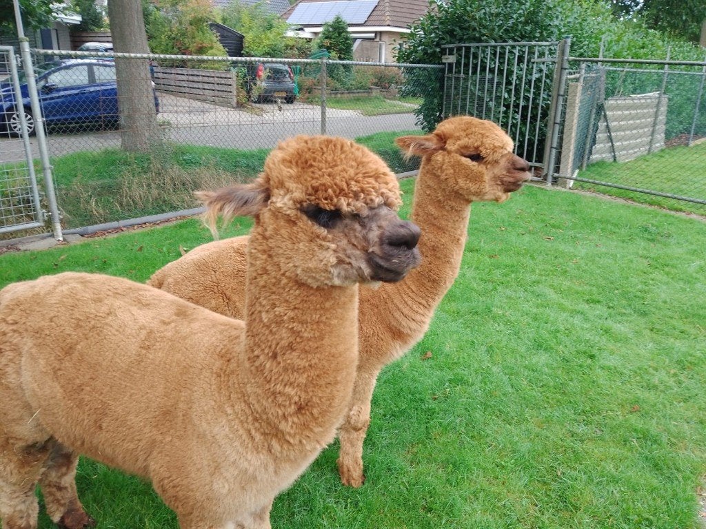 Te koop alpaca's, Maart, Meerdere dieren