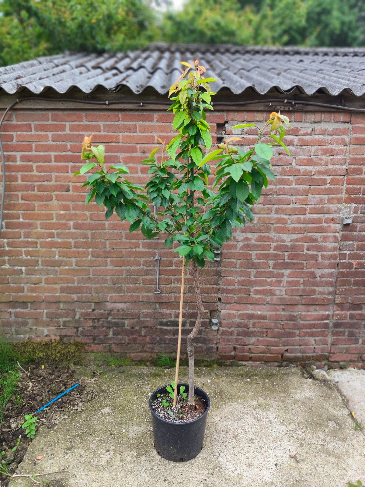 2-jarige Kersenbomen: Kordia, Regina, Vanda, Areko, Ophalen, Lente, Kersenboom, In pot