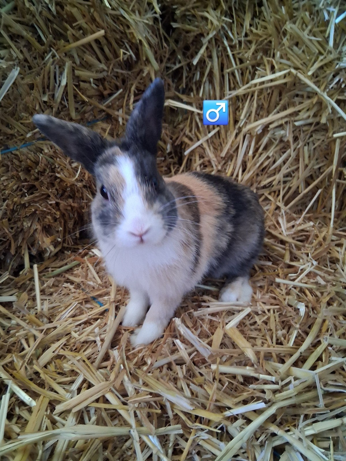Kleurdwerg driekleur ram, Dieren en Toebehoren, Mannelijk, Dwerg, 0 tot 2 jaar