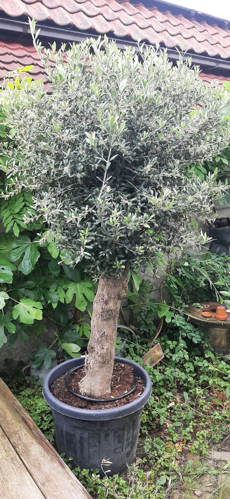 Mooie olijfboom, 100 tot 250 cm, Olijfboom, Zomer, Ophalen