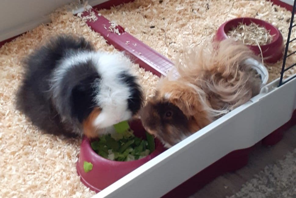 CH Teddy en Lunkarya cavia, Dieren en Toebehoren, Cavia, Meerdere dieren, Tam, September