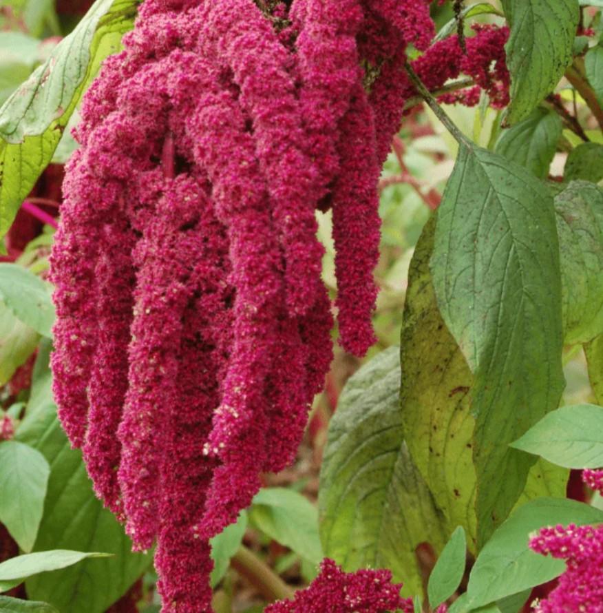Zaden Amarant - Amaranthus caudatus Red, Verzenden, Volle zon