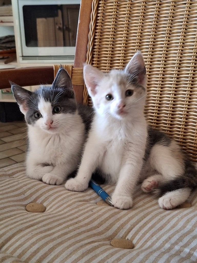 Kittens te koop, Poes, Kortharig, 0 tot 2 jaar