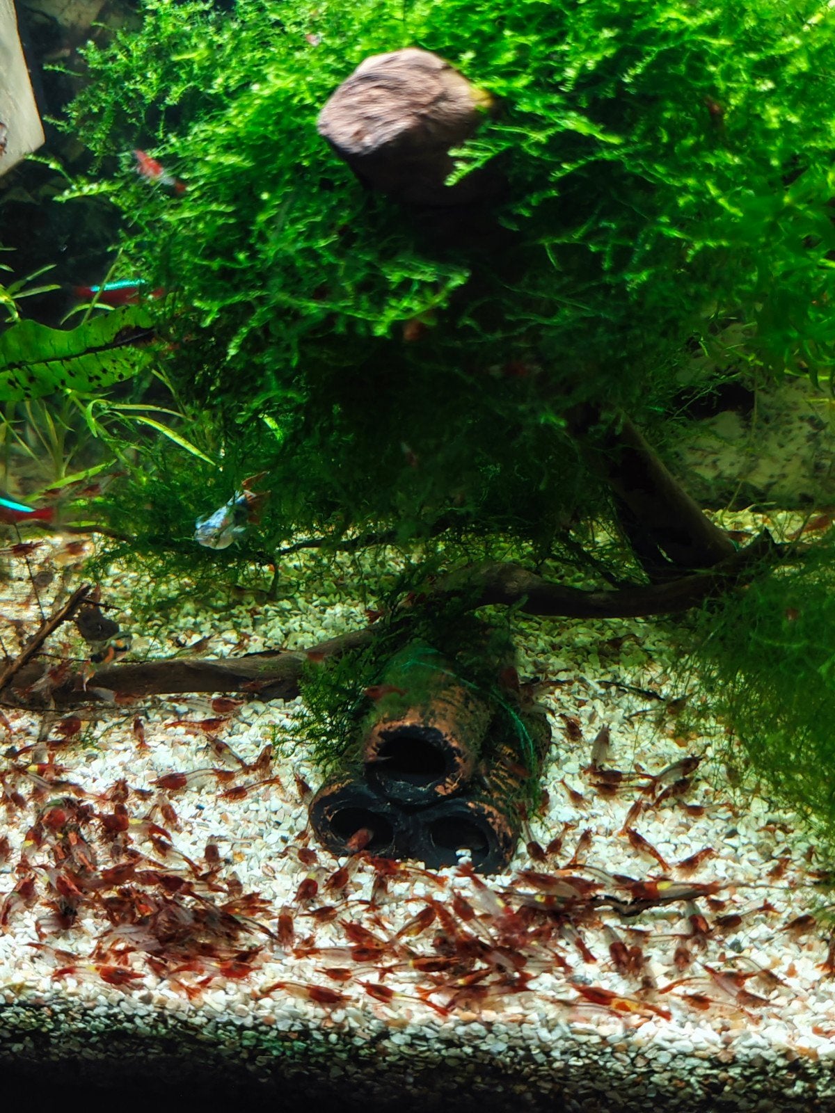 Red rilli garnalen, Dieren en Toebehoren, Kreeft, Krab of Garnaal, Zoetwatervis, Schoolvis