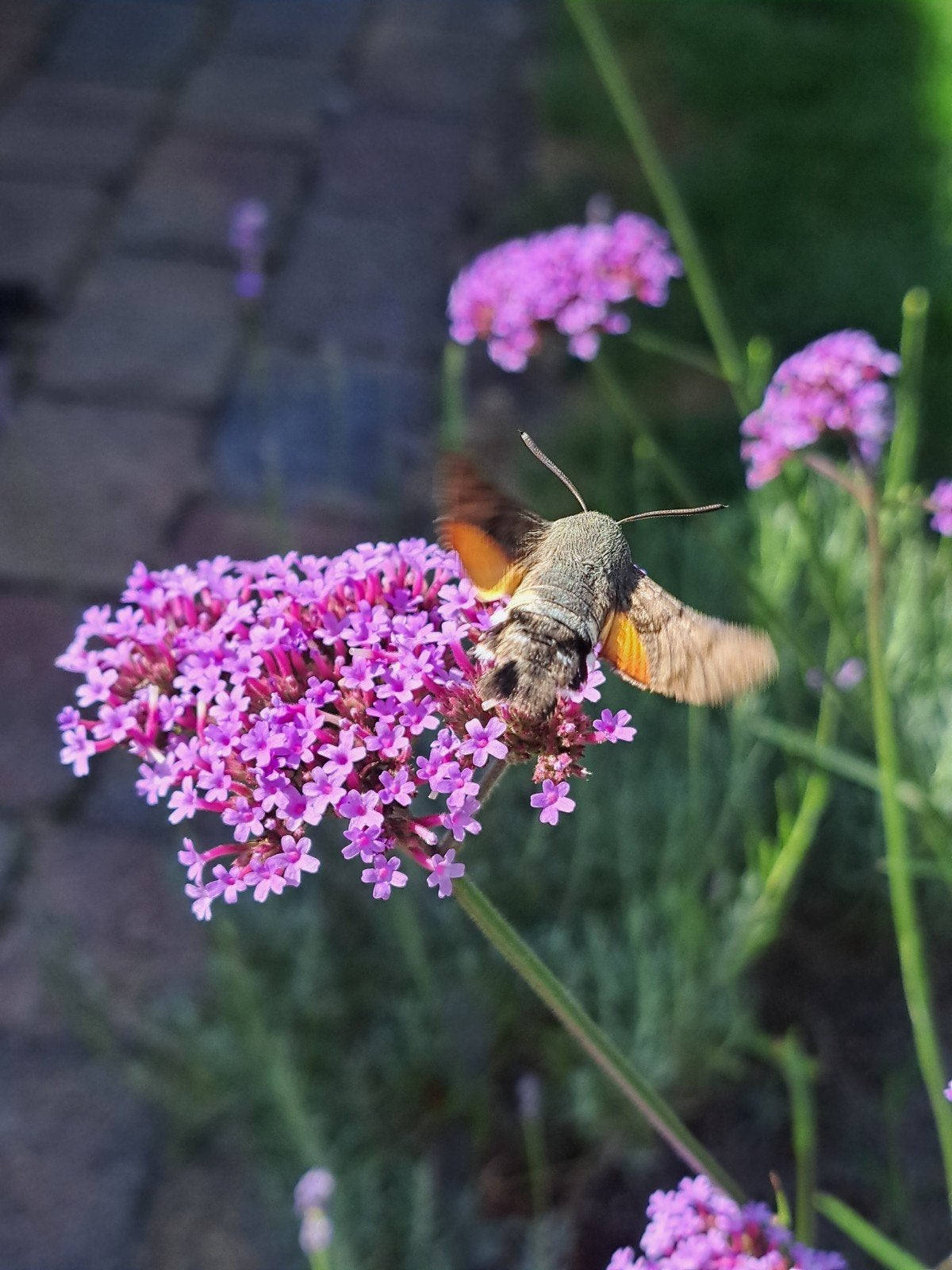 zaden verbena bonariensis, Verzenden, Volle zon