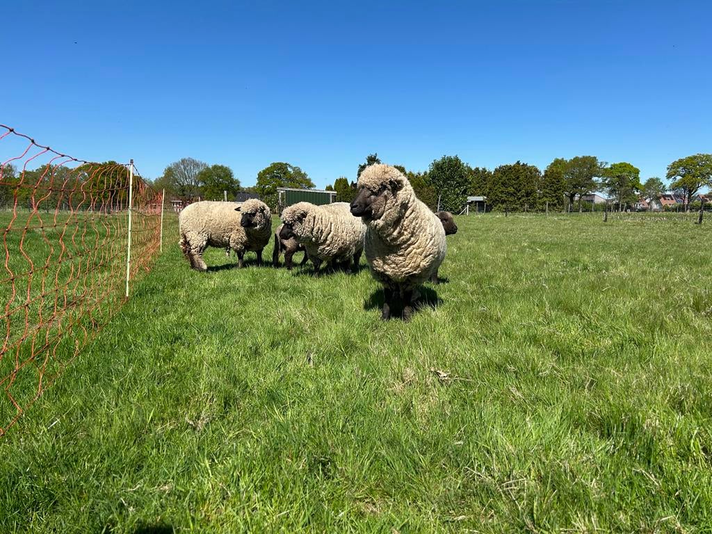 Hulp bij begrazing gezocht?  weidegang perceel grasland, Dieren en Toebehoren, Schapen, Geiten en Varkens, Vrouwelijk, Schaap