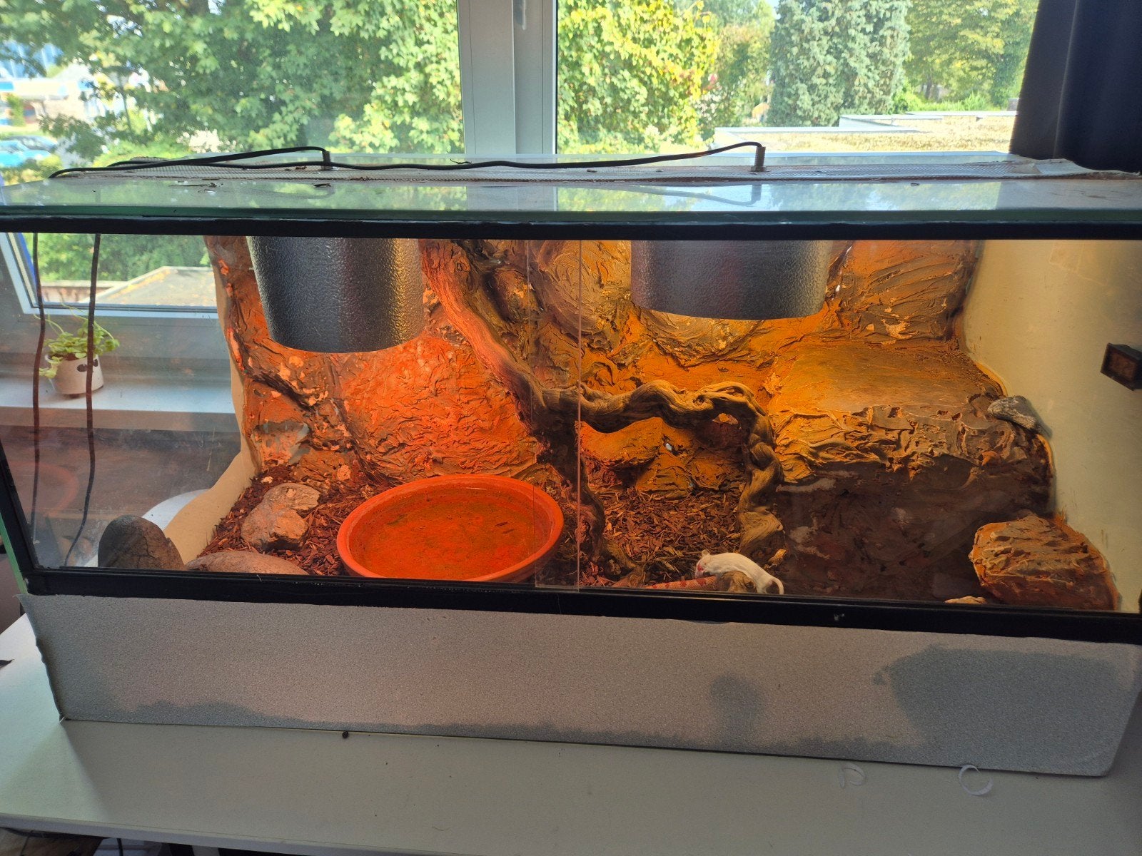 Rode rattenslang + terrarium Corn Snake photo 6