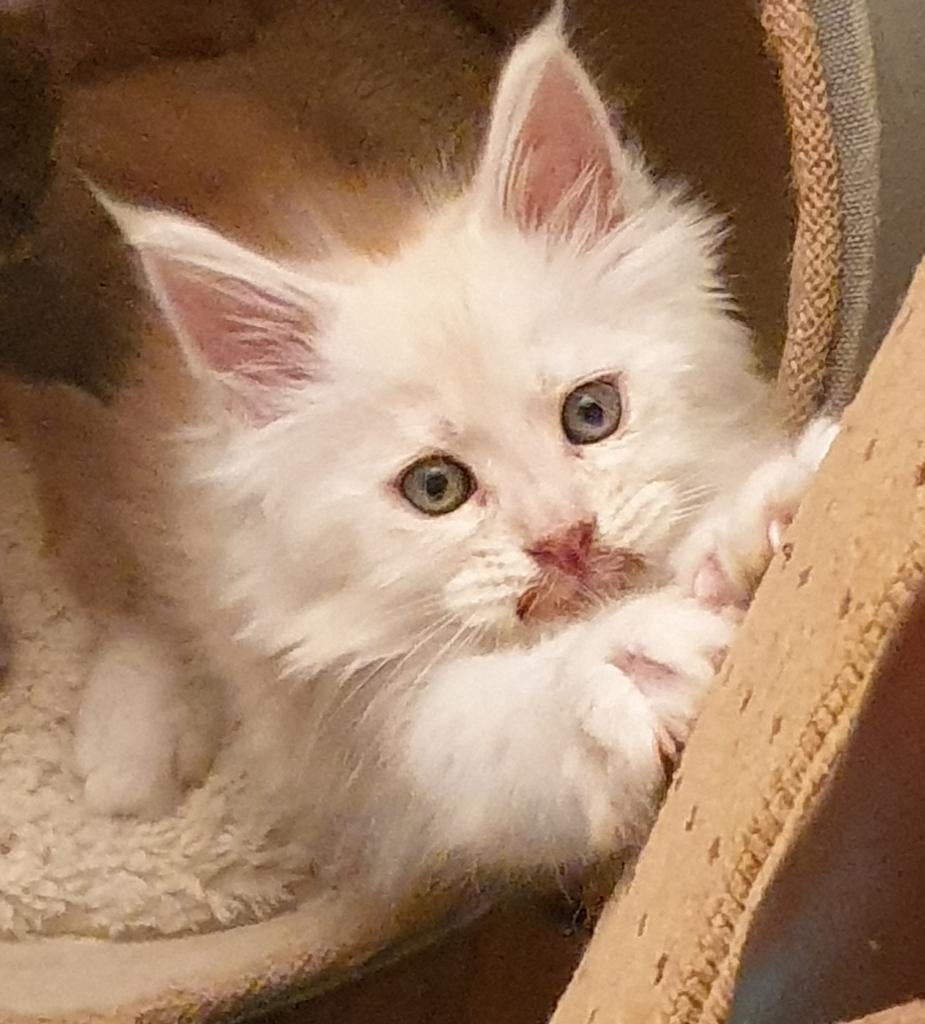 Maine coon kittens met stamboom, Dieren en Toebehoren, Meerdere dieren, Met stamboom, 0 tot 2 jaar