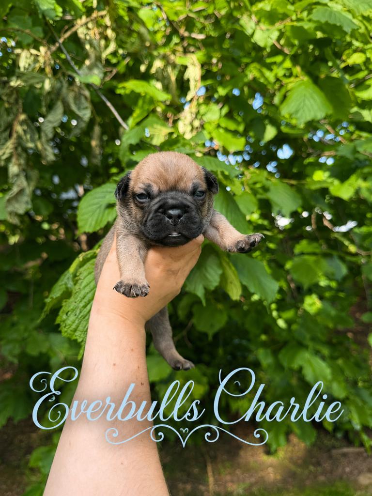 Franse bulldog puppy’s, 8 tot 15 weken, Parvo, Bulldog, Meerdere