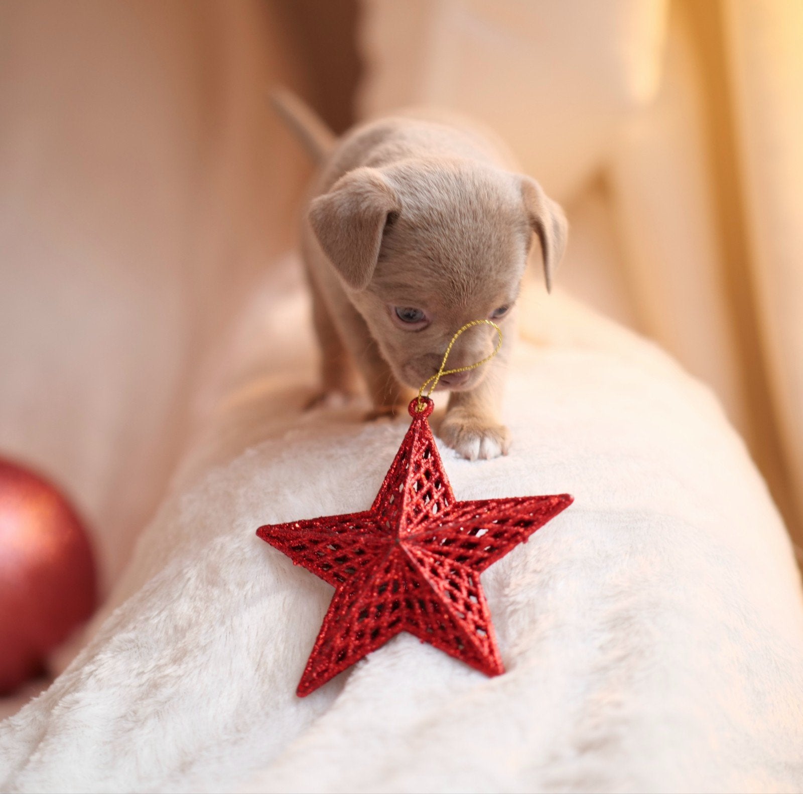 🩷 prachtig Lilac chihuahua teefje pup puppy 7 weken 🩷, 8 tot 15 weken, Teef, Meerdere, Chihuahua