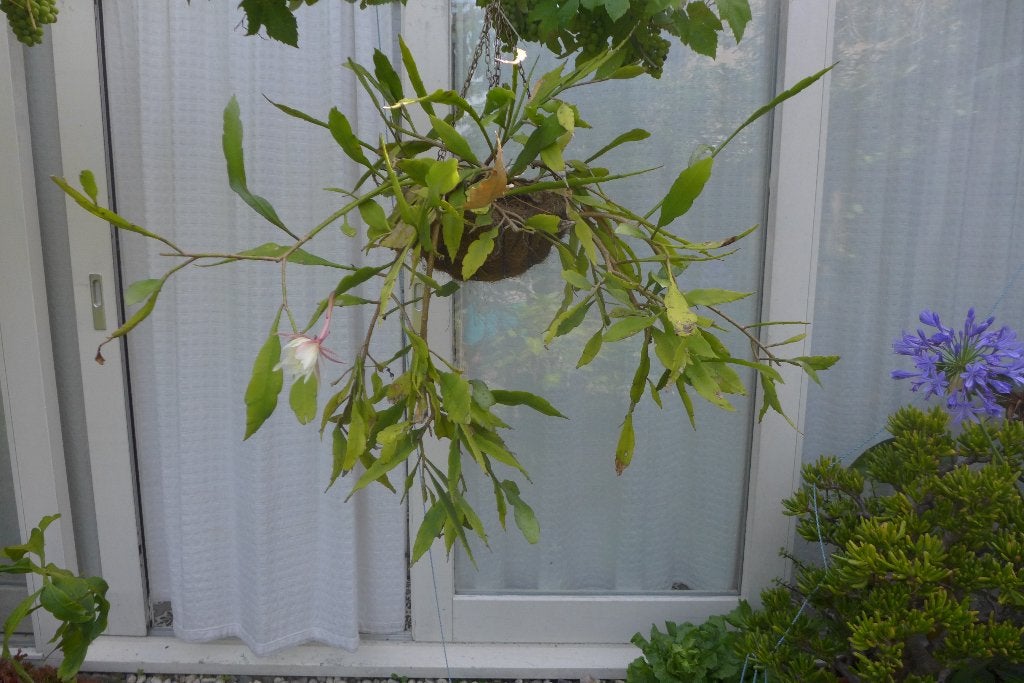 epiphyllum pumilum wit, Ophalen, Halfschaduw, Minder dan 100 cm, Bloeiende kamerplant