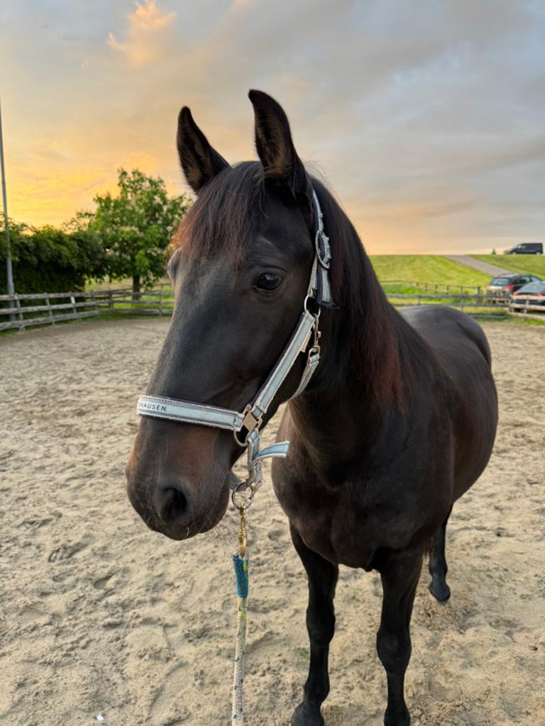 Grote E-pony / klein paard Lusitano met veel uitstraling, Dieren en Toebehoren, Paarden, Gechipt, Ruin, L, 11 jaar of ouder