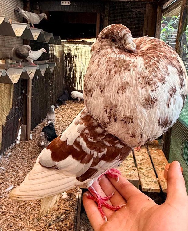 Koppel gaditano’s, Dieren en Toebehoren, Meerdere dieren, Kropper