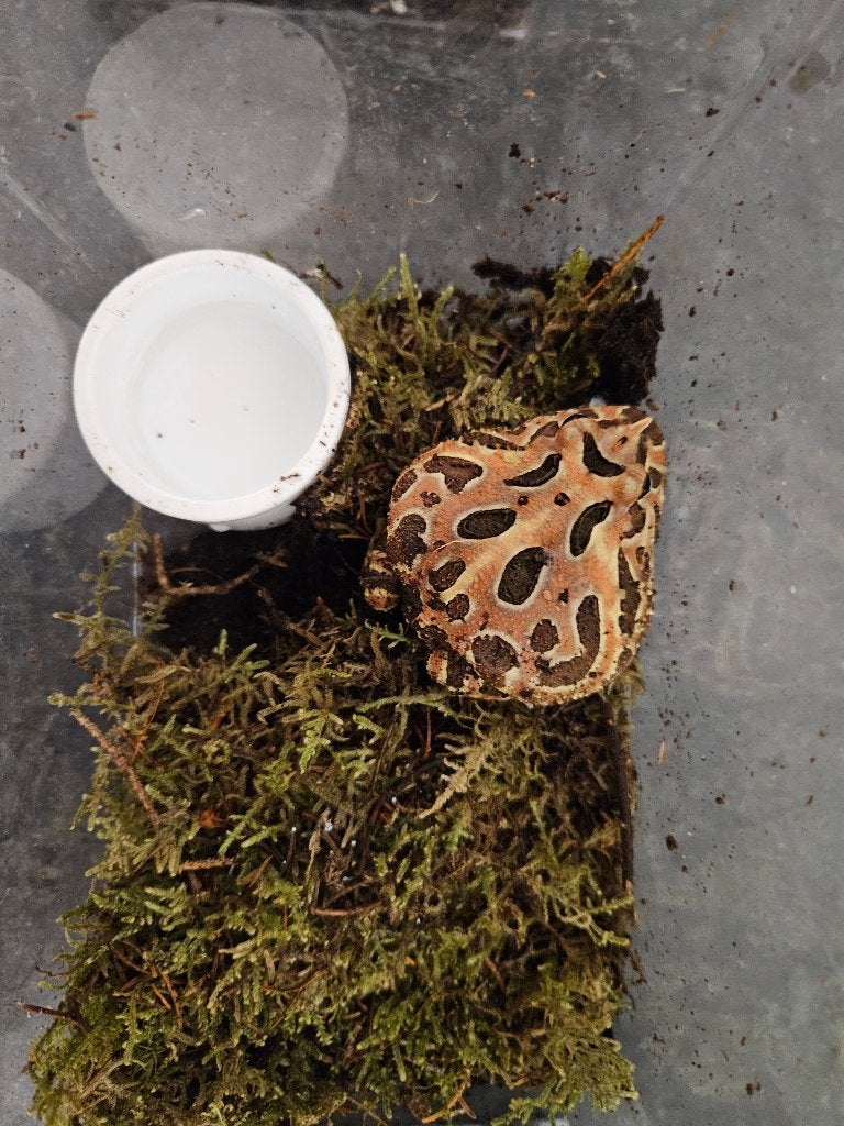 Ceratophrys cranwelli Hoornkikker Frog photo 5