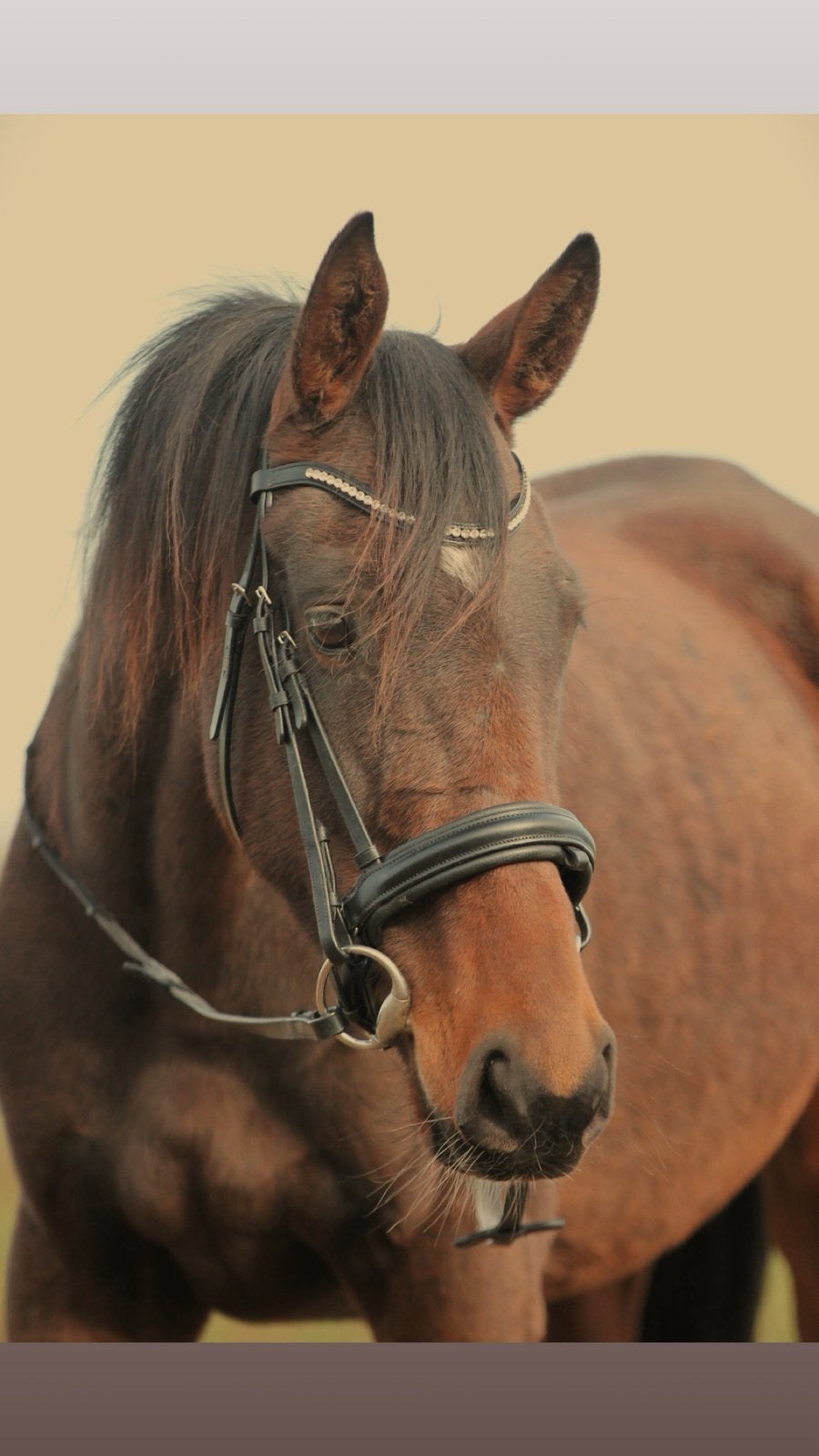 Gezocht brave ruin 175+, Springpaard, 175 cm of meer, Ruin, 3 tot 6 jaar