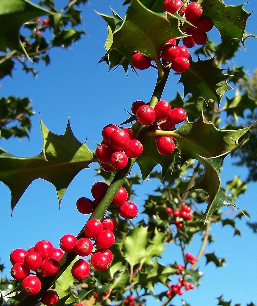 Jonge Hulst (Ilex aquifolium) - Wintergroene Sierplant, Vaste plant, Bloeit niet, Halfschaduw, Ophalen