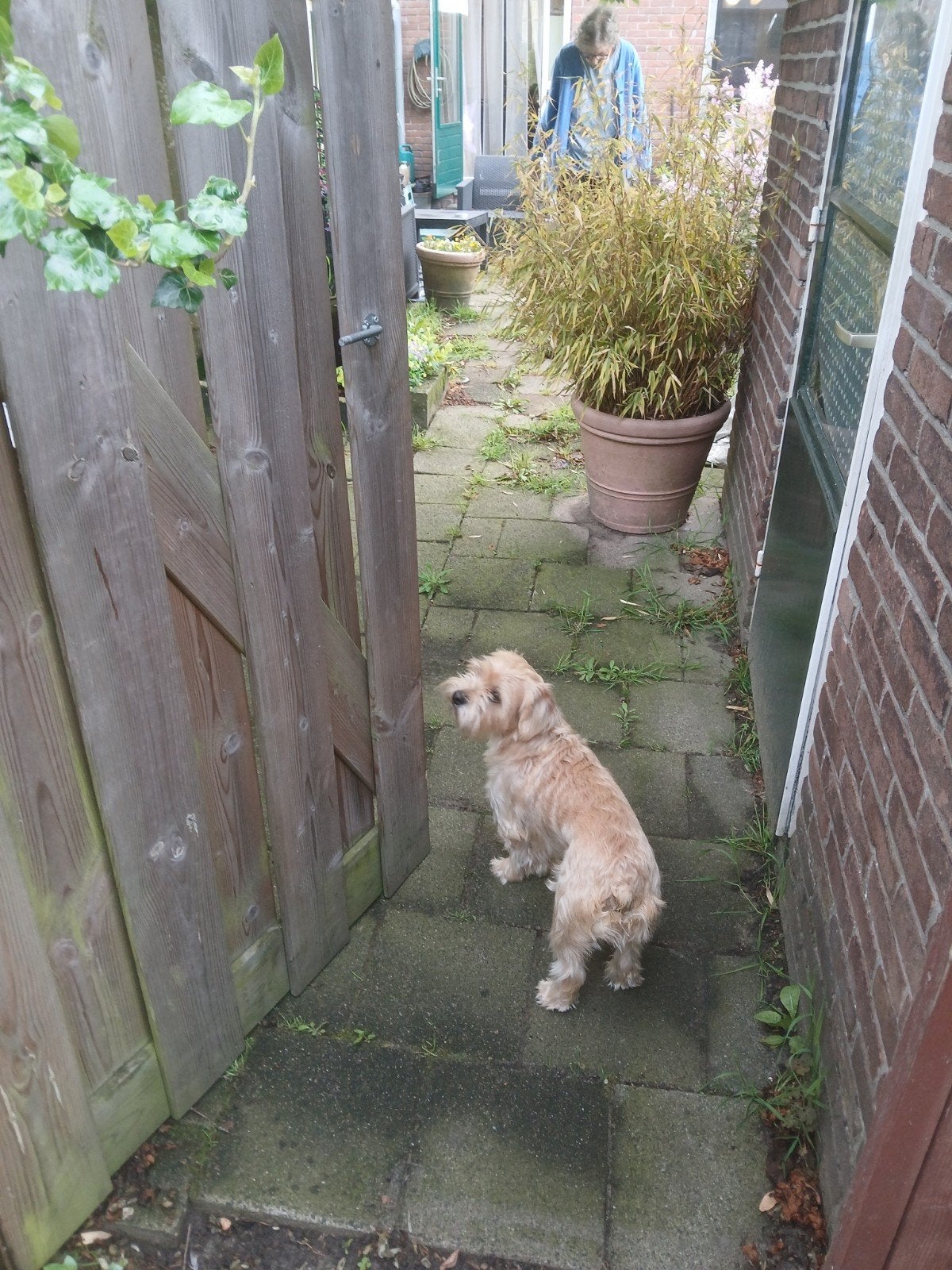 Kleine hond blond, Reu, Parvo, Eén hond, Klein
