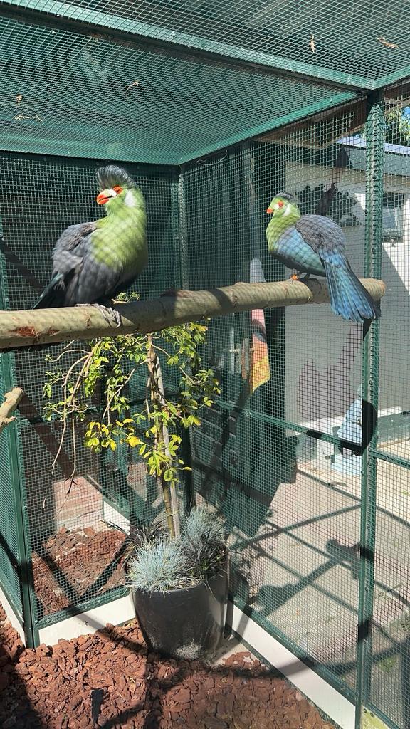 Koppeltje witwang toerako’s, Dieren en Toebehoren, Meerdere dieren, Parkiet