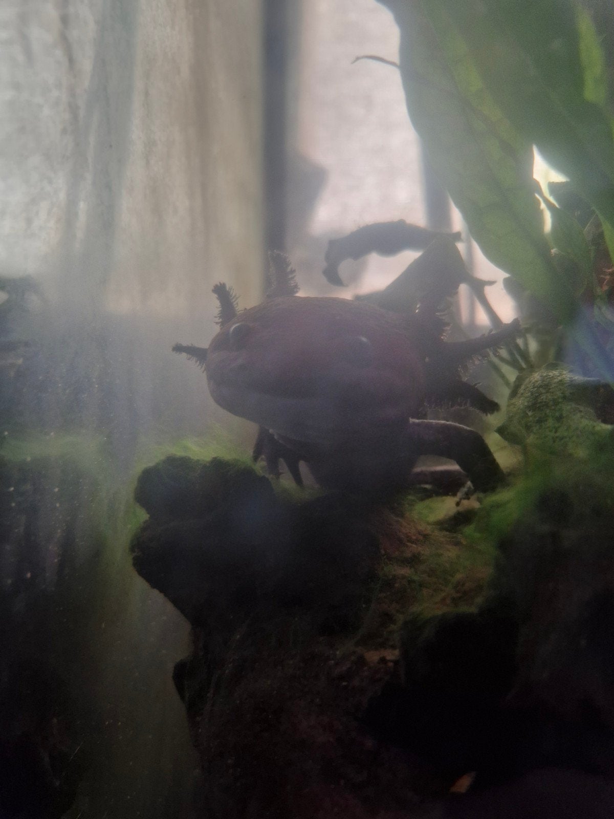 axelotls, Dieren en Toebehoren, Amfibie, Tam, 3 tot 6 jaar