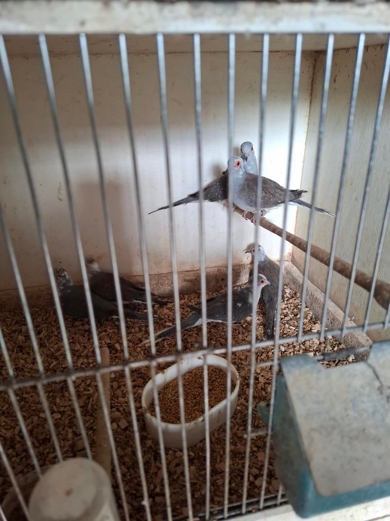 Bonte diamantduiven, Dieren en Toebehoren, Meerdere dieren, Geringd