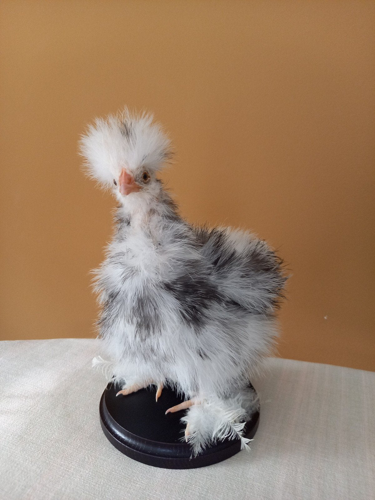 Mooie opgezette kip (zwart witte zijdehoender), Verzamelen, Ophalen, Nieuw, Vogel, Opgezet dier