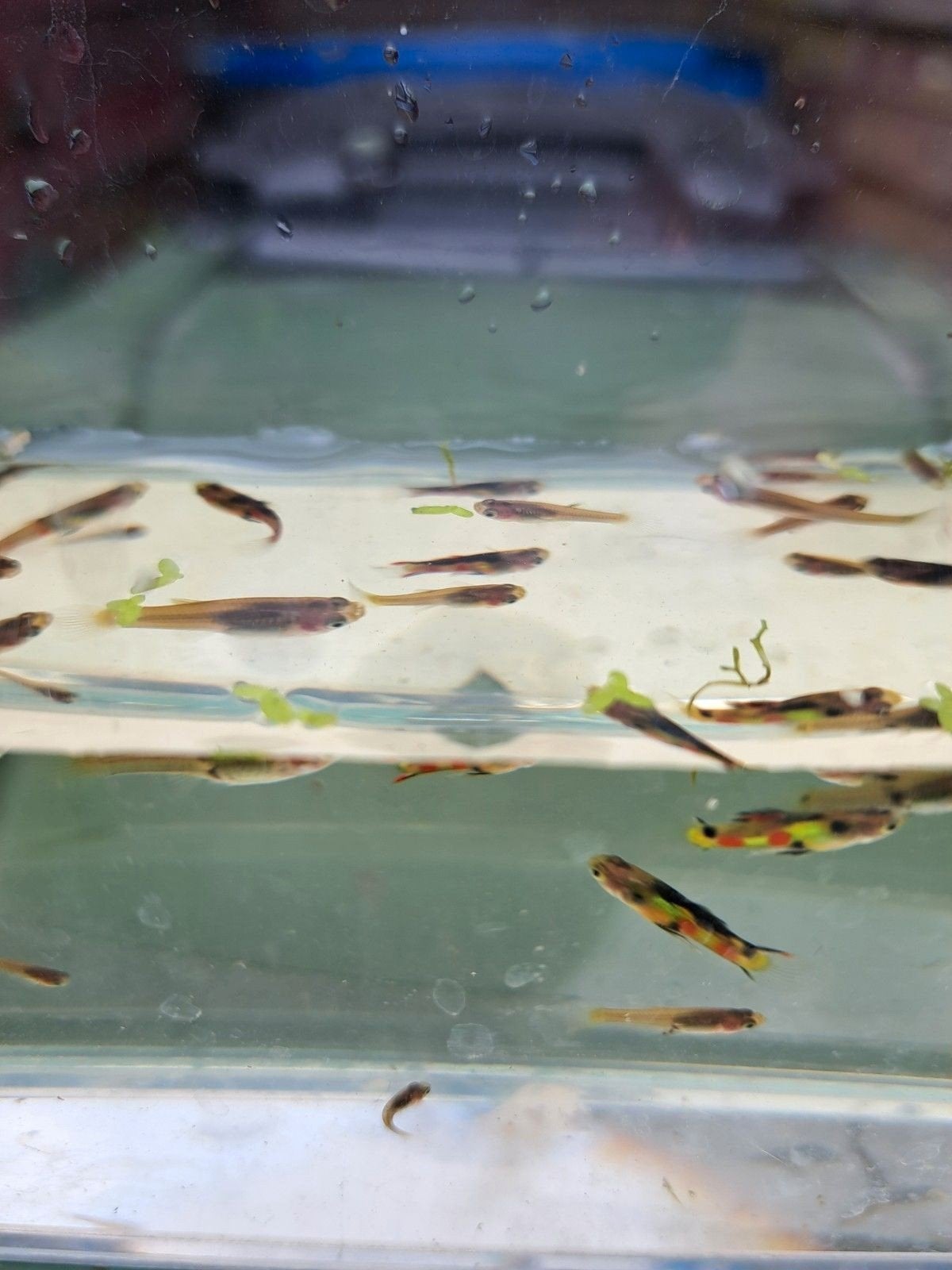 Endler guppymix, Dieren en Toebehoren, Vissen | Aquariumvissen, Vis