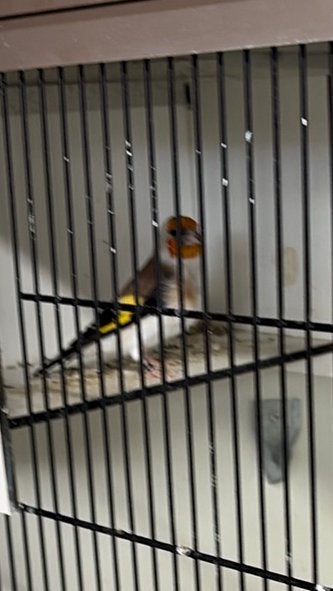 Koppel majoor putters wildkl/Aminet/satinet, Dieren en Toebehoren, Vogels | Overige Vogels, Meerdere dieren, Wildzangvogel