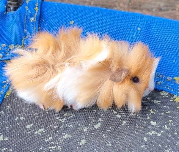 Tamme lieve jonge borstel cavia, Dieren en Toebehoren, Cavia, Juni, Mannelijk, Tam
