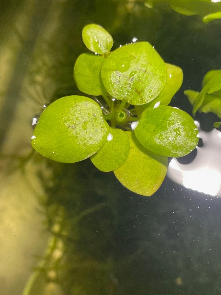Limnobium laevigatum – Amazone kikkerbeet, Dieren en Toebehoren, Vissen | Aquaria en Toebehoren, Ophalen, Zo goed als nieuw, Plant(en), Steen of Hout