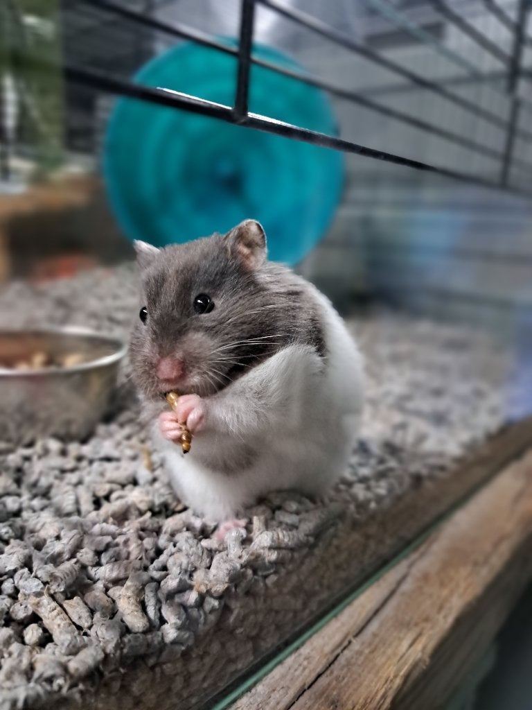 Te koop Goudhamster, Dieren en Toebehoren, Knaagdieren, April, Vrouwelijk, Hamster