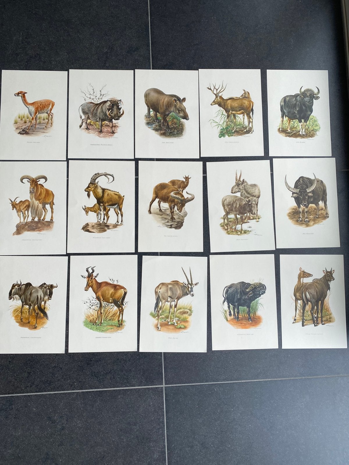 Vele prenten zoogdieren runderen 19x27 pst 1,50 euro oa lama, Antiek en Kunst, Ophalen of Verzenden, Natuur en Biologie