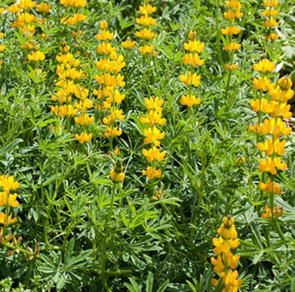 Gele Lupine, Volle zon, Vaste plant, Zomer, Ophalen