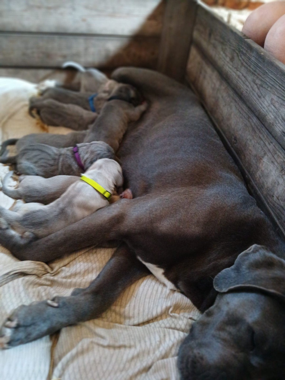 Cane corso pups, 8 tot 15 weken, Meerdere, Meerdere dieren, Nederland