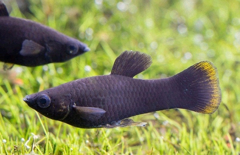 Black molly