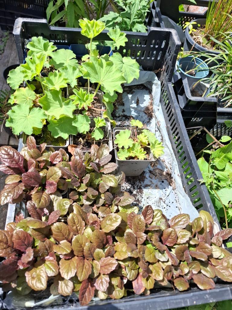 Ajuga's te koop, Tuin en Terras, Vijvers, Ophalen
