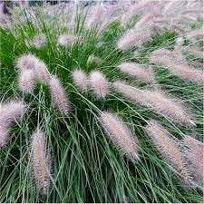 pennisetum alo hameln. lampepoetsergras, bloemaren P9 plant, Tuin en Terras, Planten | Tuinplanten, Vaste plant, Siergrassen, Ophalen of Verzenden