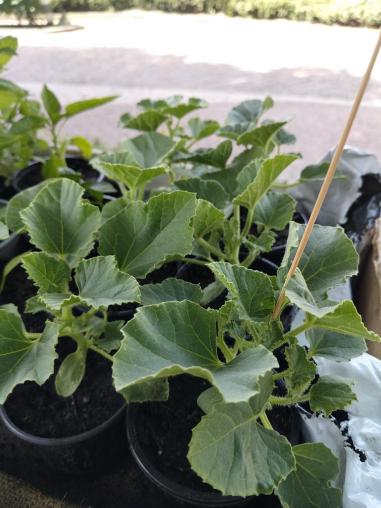 Groententuin pla nunten. Paprika, galia meloen en munt, Ophalen, Eenjarig, Groenteplanten, Volle zon