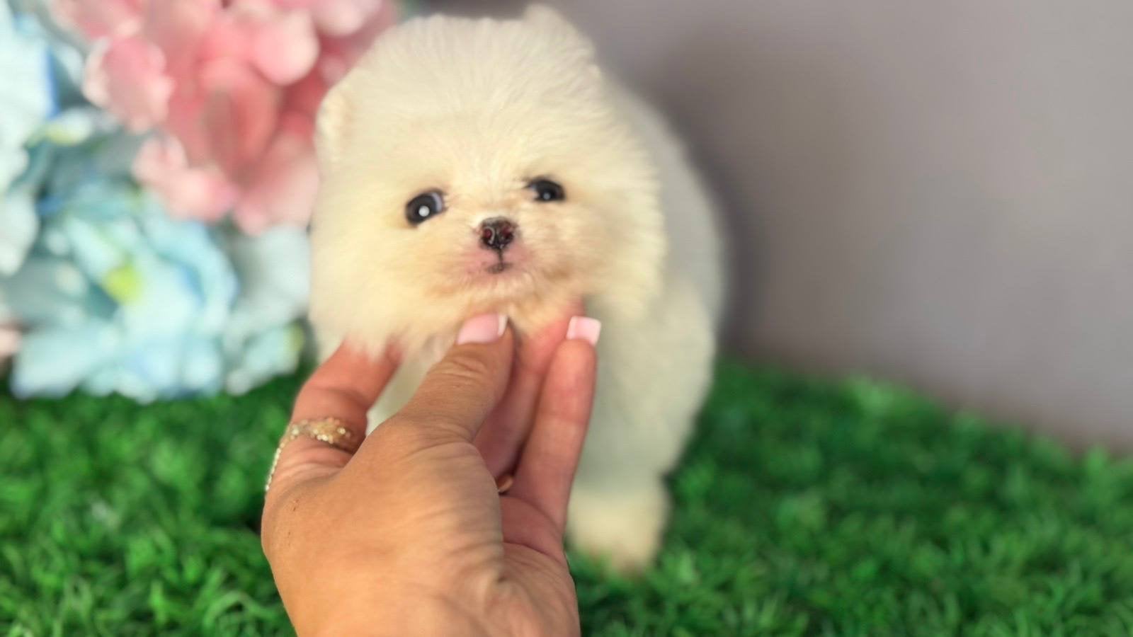 pomeriaan teefje, Dieren en Toebehoren, Overige rassen, 8 tot 15 weken, Teef, Parvo
