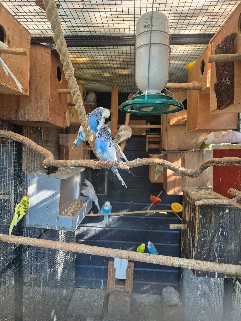 Engelse parkieten., Meerdere dieren, Parkiet, Geringd