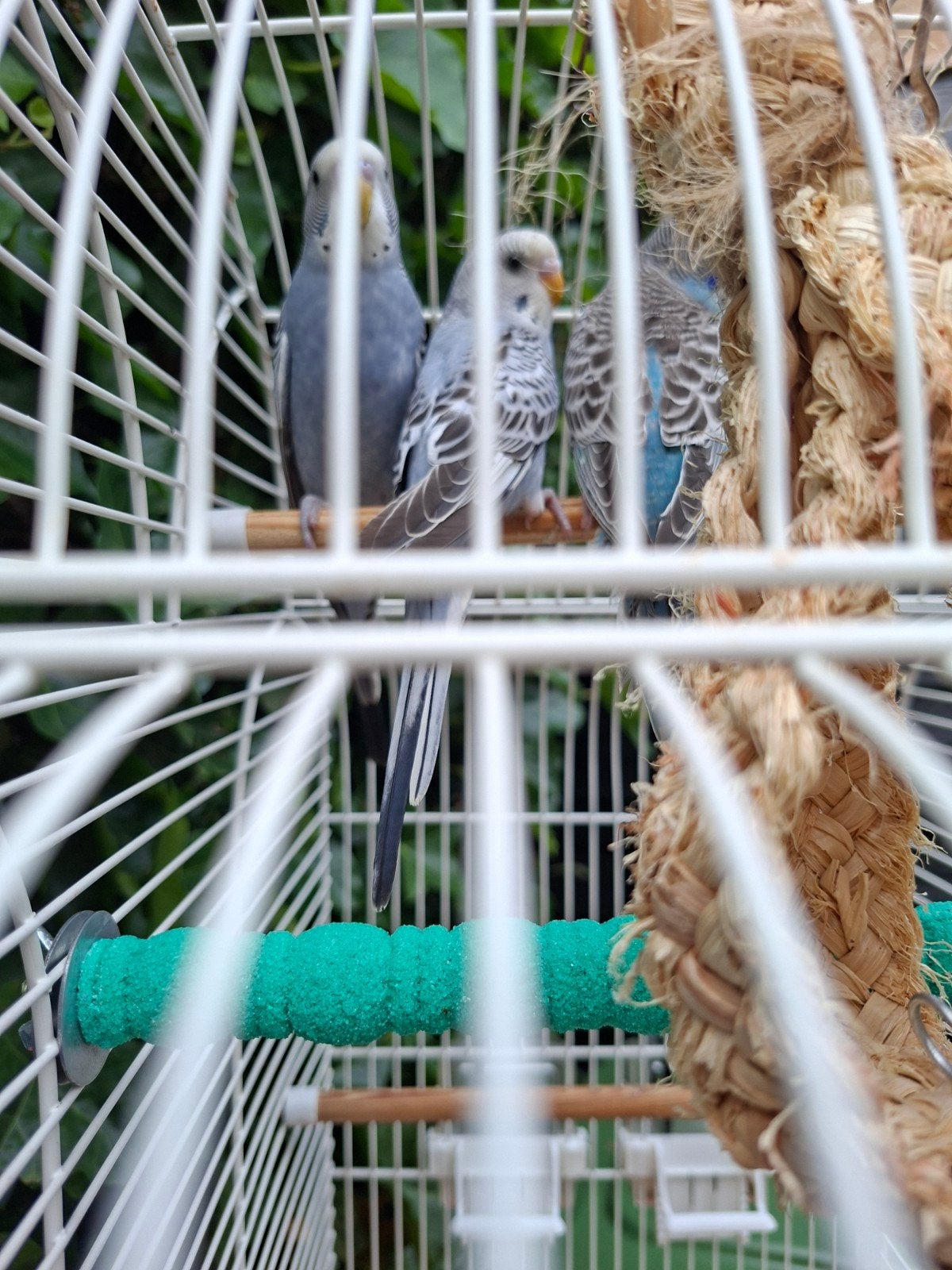 Mooie jonge parkiet te koop, Meerdere dieren, Parkiet