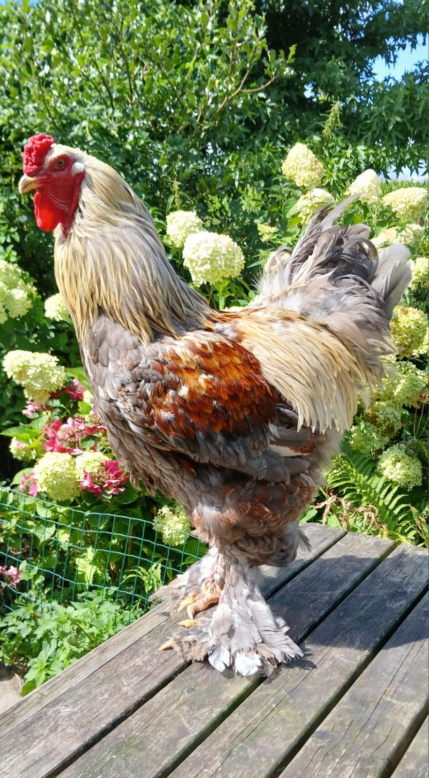 Beste Brahma groot haan. Goed karakter., Mannelijk, Kip