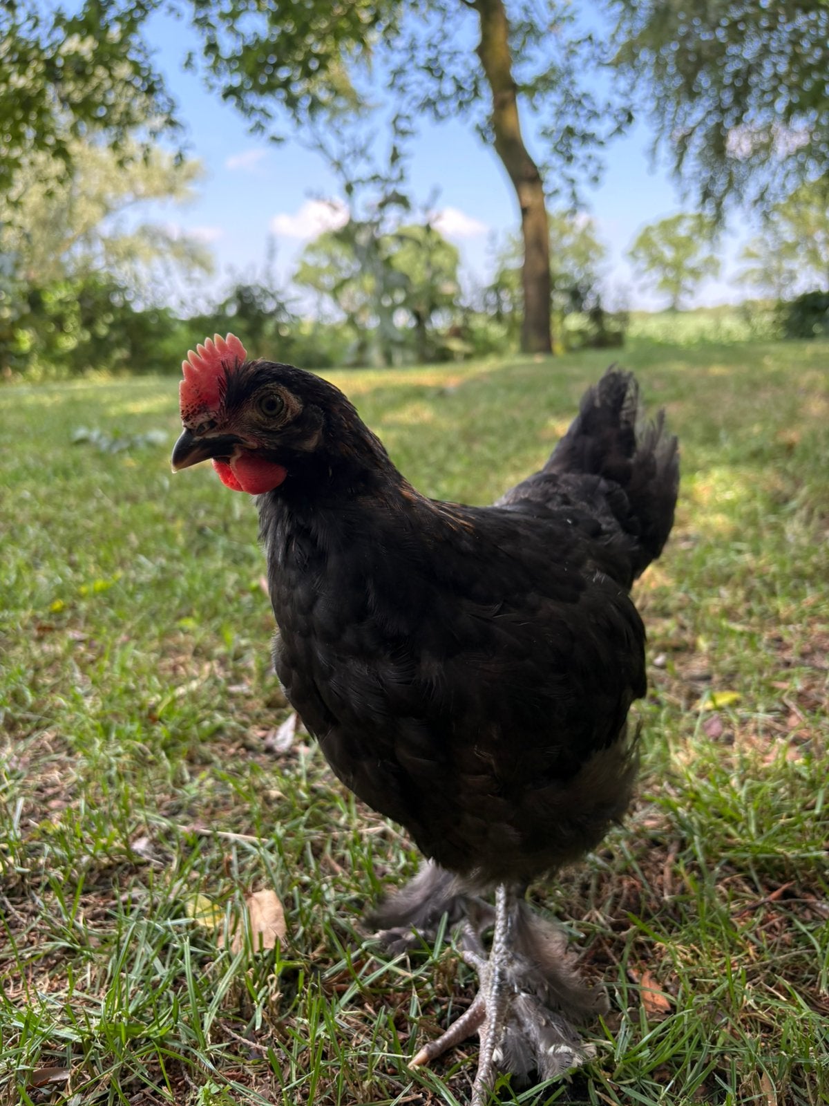 Marans haan, Dieren en Toebehoren, Pluimvee, Mannelijk, Kip